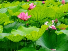 -高子水居