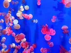 -成都浩海立方海洋公园