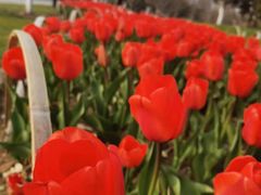 -玄武湖景区-情侣园游乐场