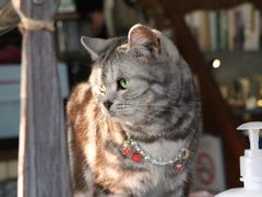 -海边的猫和咖啡馆