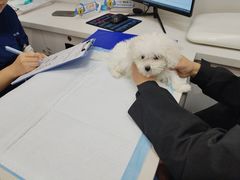 -博特宠物医院24h犬猫全科.骨科·异宠