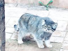 -青藏高原野生动物园