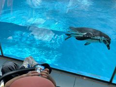 -帝企鹅自助餐厅•儿童岛•真企鹅(长隆企鹅酒店)