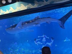 -烟台海昌鲸鲨海洋公园