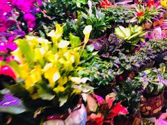 -大自然花鸟鱼虫市场