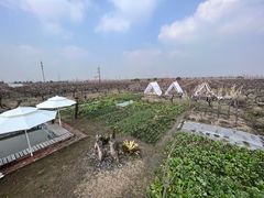-樂桃源奉贤黄桃种植采摘基地
