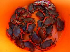 -蚝乡农庄(铁涌赤岸店)