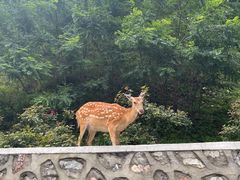 -大连森林动物园