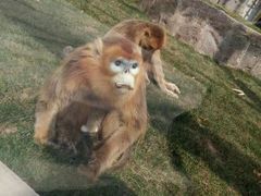 -西安秦岭野生动物园