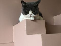 -猫儿山۰猫主题餐厅