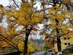 -千年银杏谷文化旅游区