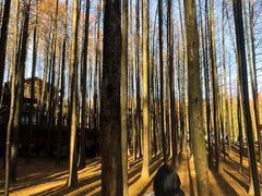 -山王坪喀斯特国家生态公园