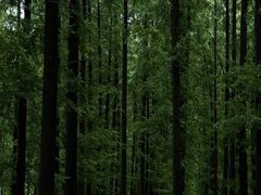 -黄海国家森林公园