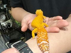 -酷以爬仙阁实体爬宠店·守宫·蜥蜴·专业繁育