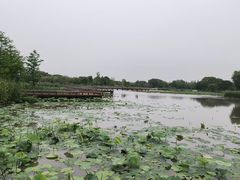 -长兴太湖图影湿地文化园