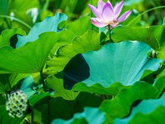 -莲花池公园