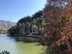 -银湖山郊野公园-相思林