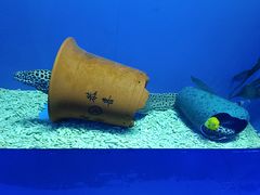-青岛海底世界-水族馆