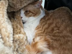 -纳吉亚猫专科动物诊疗中心(蒋宅口分院)