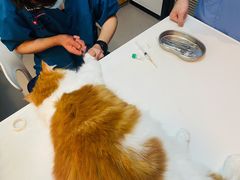 -御宝贝·A梦猫科宠物医院(国际猫友好医院)
