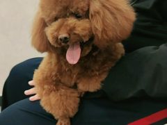 -宠爱国际动物医院(德胜门店)