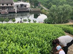 -帐篷客·溪龙茶谷度假酒店