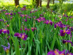 -国家植物园南园