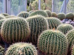 -深圳仙湖植物园