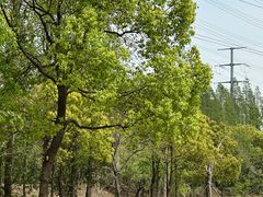 -上海长兴岛郊野公园