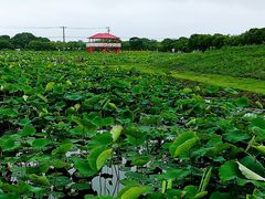 -嘉北郊野公园