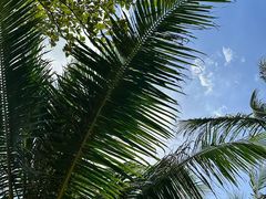 -三亚海棠湾万丽度假酒店