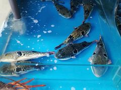 -大唐名家·息壤店
