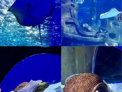 -江和美海洋公园