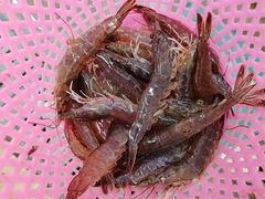 白灼海虾-红月湾海鲜饭店•沙滩海景(双月湾店)