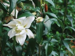 -深圳市中科院仙湖植物园