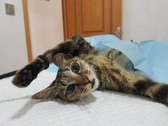-灵美宠物诊所