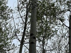 -仁和公园(顺义区)