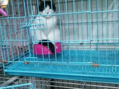 -酷狗靓猫宠物·洗护·美容·寄养(航北路店)