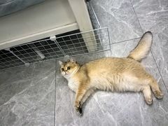 -翊宠yipet猫狗购宠庄园犬舍•猫舍