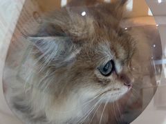 -萌兽医馆·宠物医院·猫骨科(创景店)