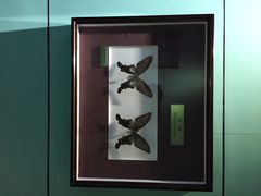 上海昆虫博物馆-上海昆虫博物馆