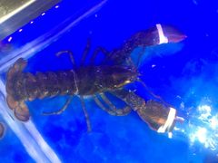 -盒马鲜生(莱蒙都会店)