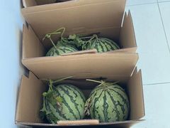 -南汇水蜜桃采摘(大团店)