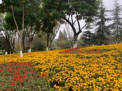 -铁山坪森林公园