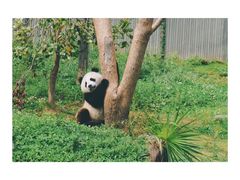 -都江堰中华大熊猫苑