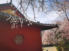-桃花堤公园
