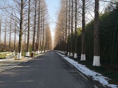 -黄海国家森林公园