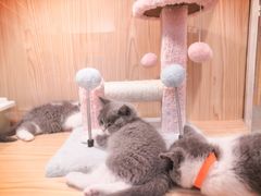 -屋虎猫馆(宝安大仟里店)