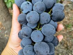 -美家乐农庄·露营·团建(大治路店)