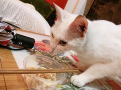 -猫色咖啡·猫咖